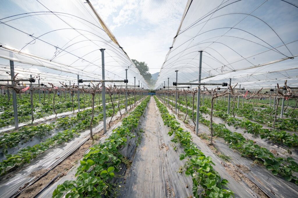 crop tunnel covered with Gundle greenhouse film