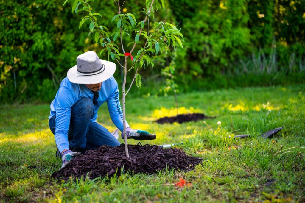 role of mulch in farming